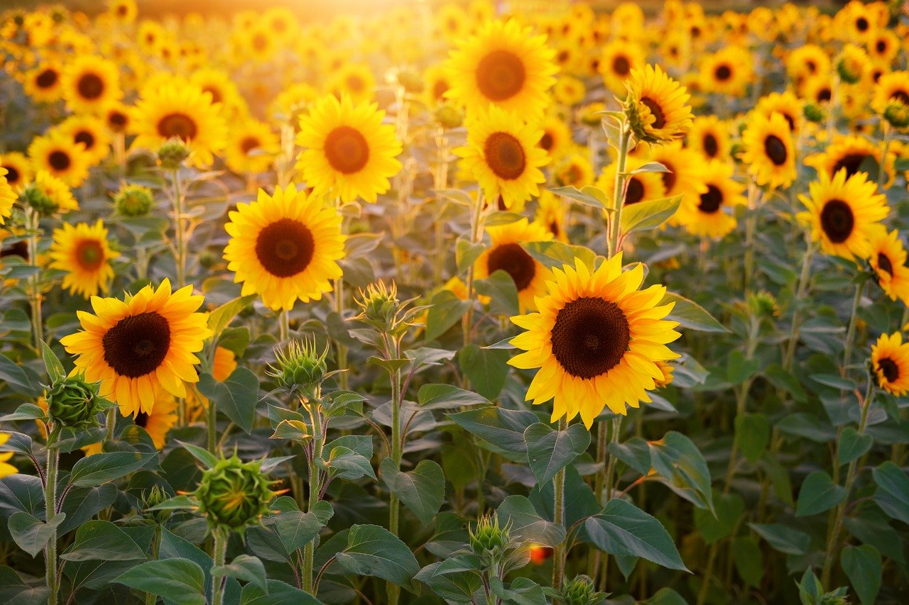 sunflower, sunflower field, flowers